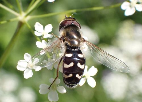 Réf. 351 804 : Scaeva pyrastri
